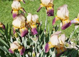 004 - at dawning 1935